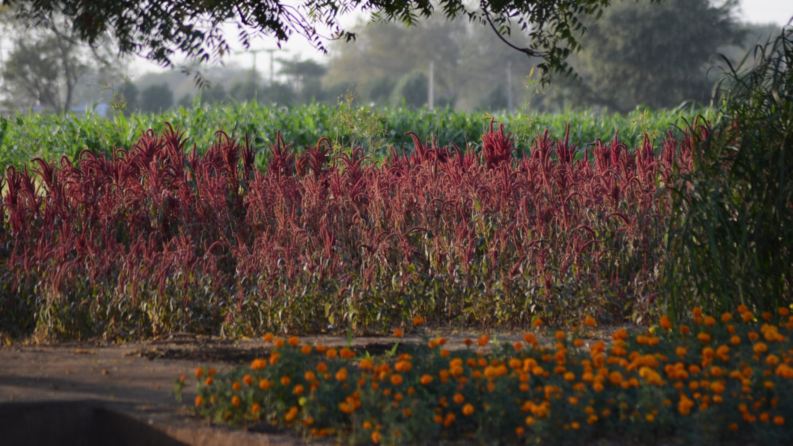 A WEDDING LANDSCAPE
